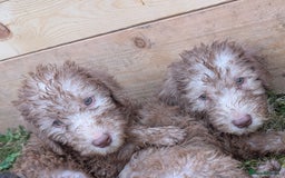Bedlington Terrier dogs for sale: Bedlington terriers - working stock - Image 34