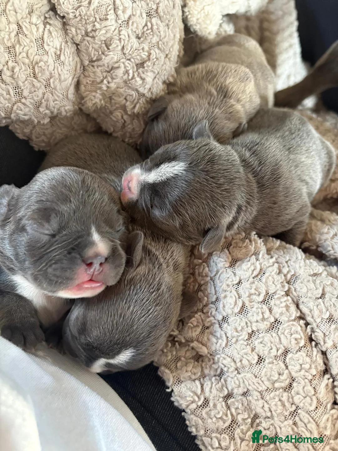 French Bulldog dogs for stud: 🌟🔥LILAC PLATINUM KC REG FRENCH BULLDOG STUD🔥🌟 in Uxbridge - Advert 34