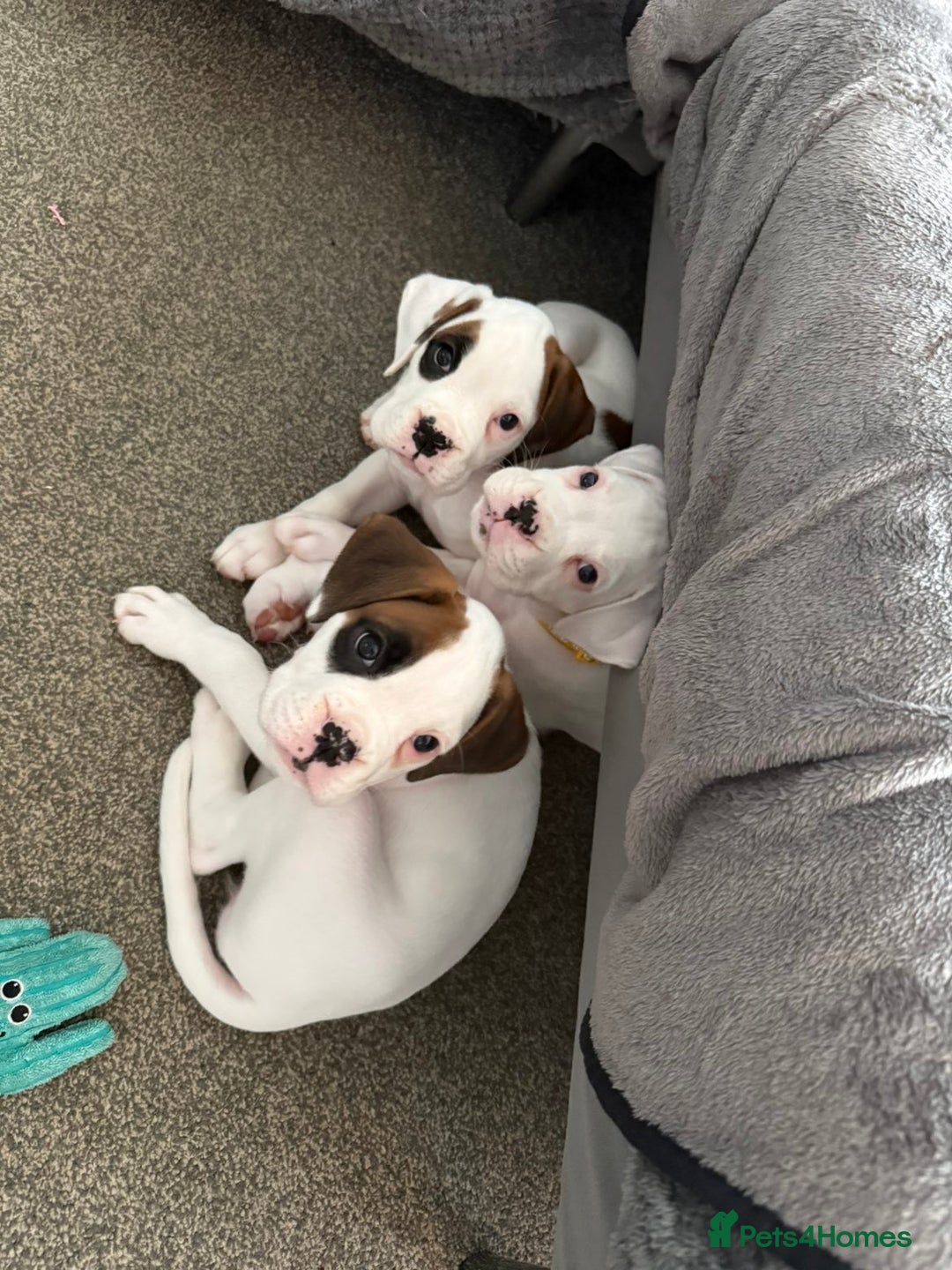 Boxer dogs for sale: Gorgeous KC Registered Boxer Pups - ONLY 1 LEFT - Image 19