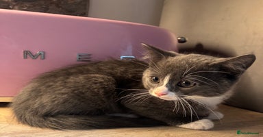 Mixed Breed cats Kittens  - Advert 6