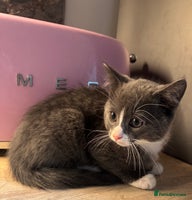 Mixed Breed cats Kittens - Advert 4