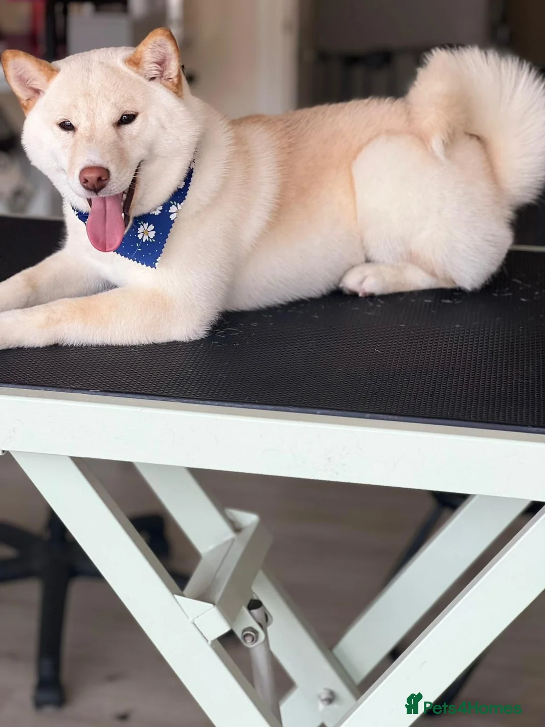 Japanese Shiba Inu dogs for sale: Shiba inu - Advert 1