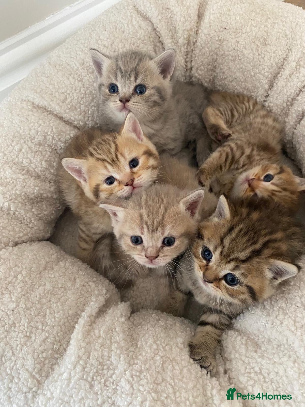 British Shorthair cats Gorgeous British shorthair kittens  - Advert 7