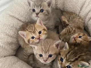British Shorthair cats Gorgeous British shorthair kittens - Advert 7
