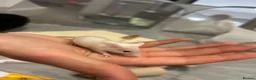 Mouse rodents for sale: 2 male white mice  - Advert 1