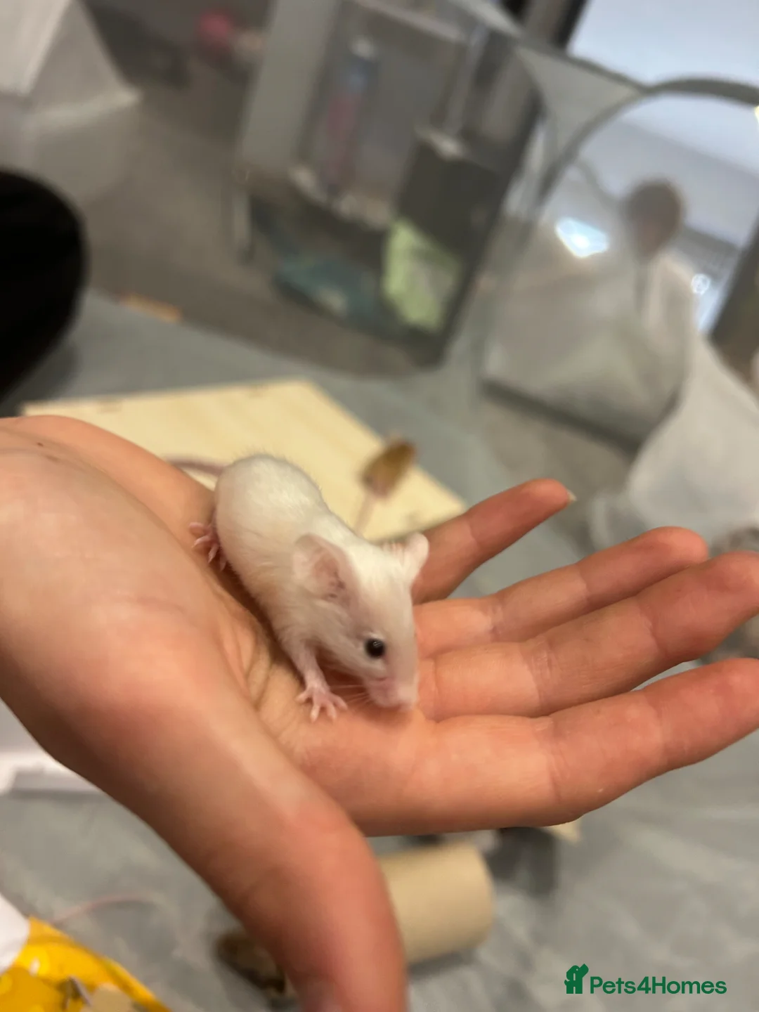 Mouse rodents for sale: 2 male white mice  - Advert 1