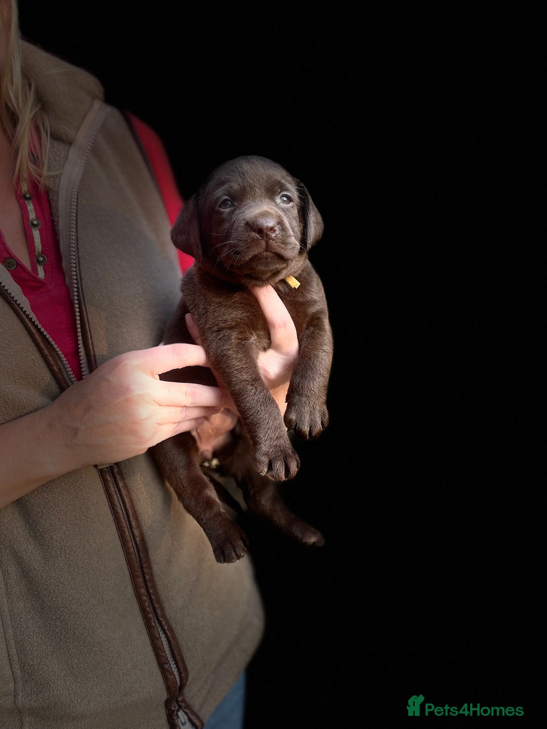 Labrador Retriever dogs for sale: 5 ⭐️  **  CHOCOLATE KC REG VET CHECKED, 1ST VAC - Advert 14