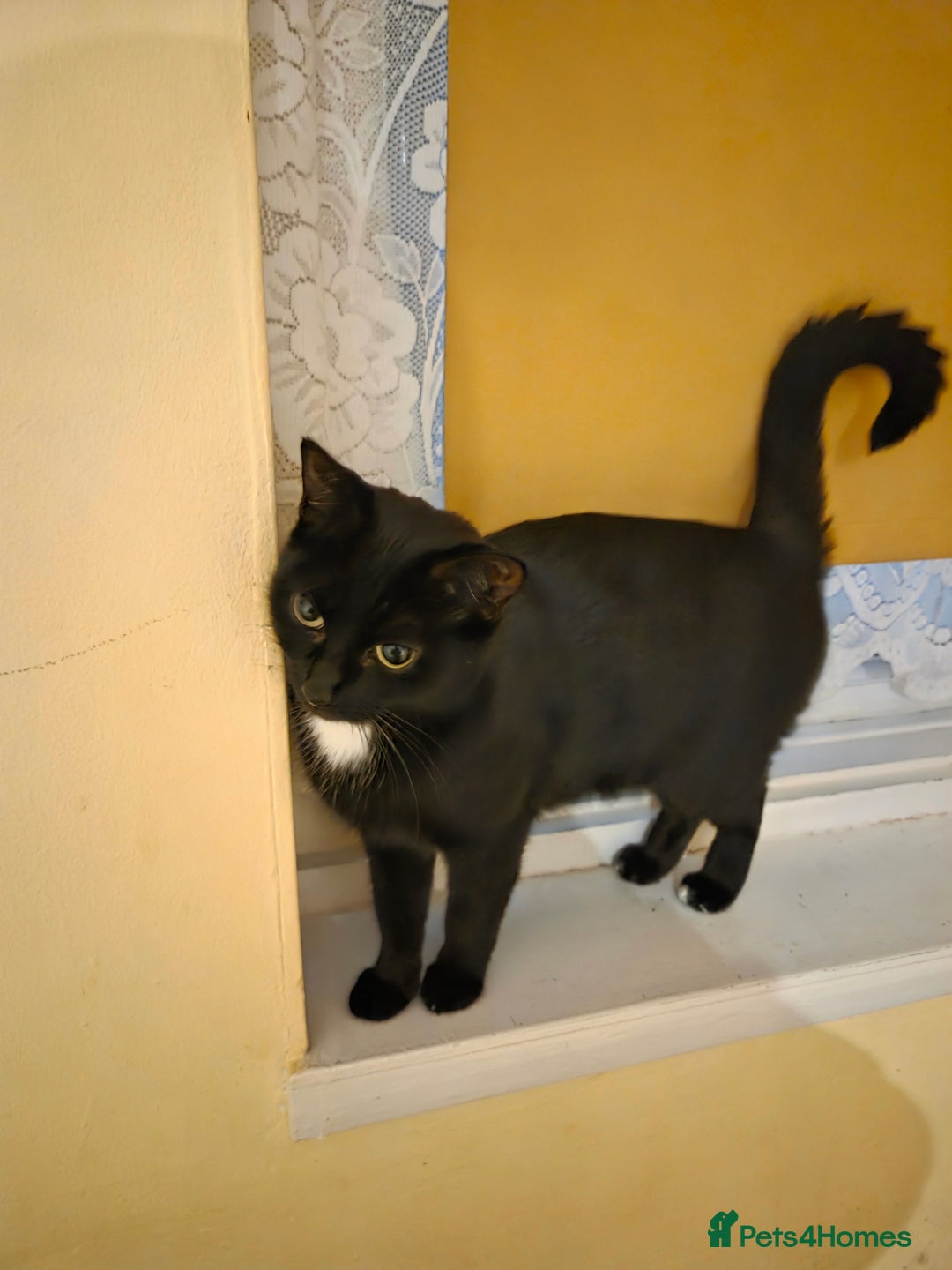 Domestic Shorthair cats for sale: 4 Beautiful Black Female Kittens - 8 Weeks Old - Advert 1