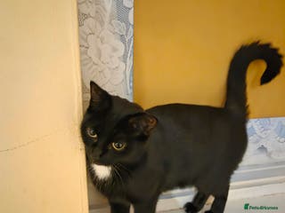 Domestic Shorthair cats 4 Beautiful Black Female Kittens - 8 Weeks Old - Advert 9