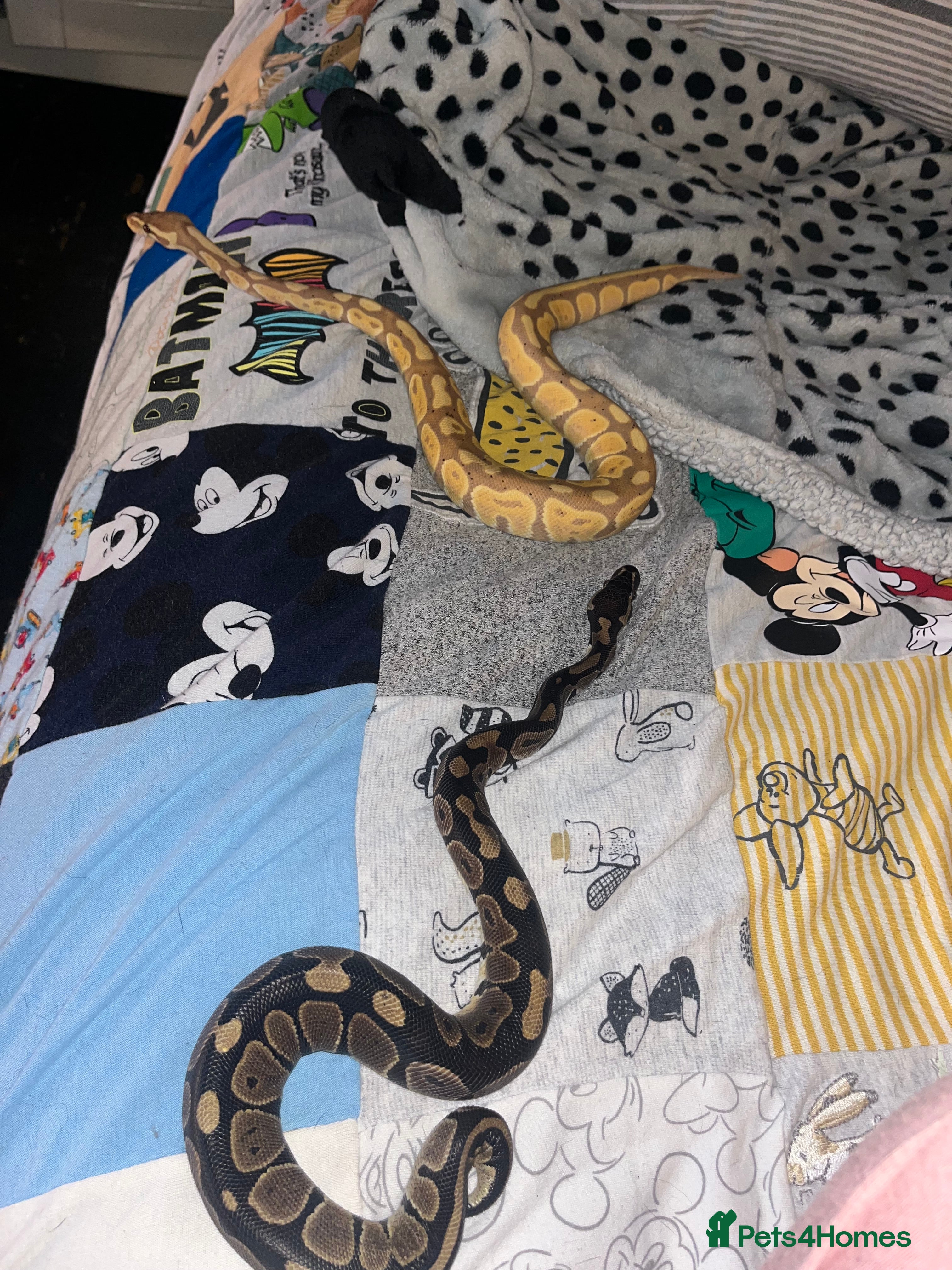 Python Snake reptiles 2 royal pythons looking for homes  in Chesterfield - Advert 22