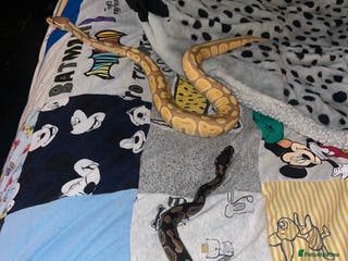 Python Snake reptiles 2 royal pythons looking for homes in Chesterfield - Advert 22