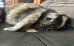 Mini Lop rabbits for sale: Mini Lop Bucks - Image 1