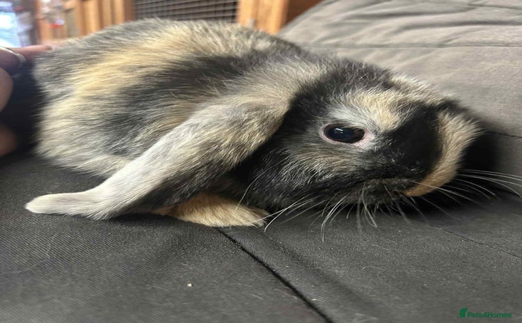 Mini Lop rabbits - Advert 1