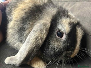 Mini Lop rabbits - Advert 36