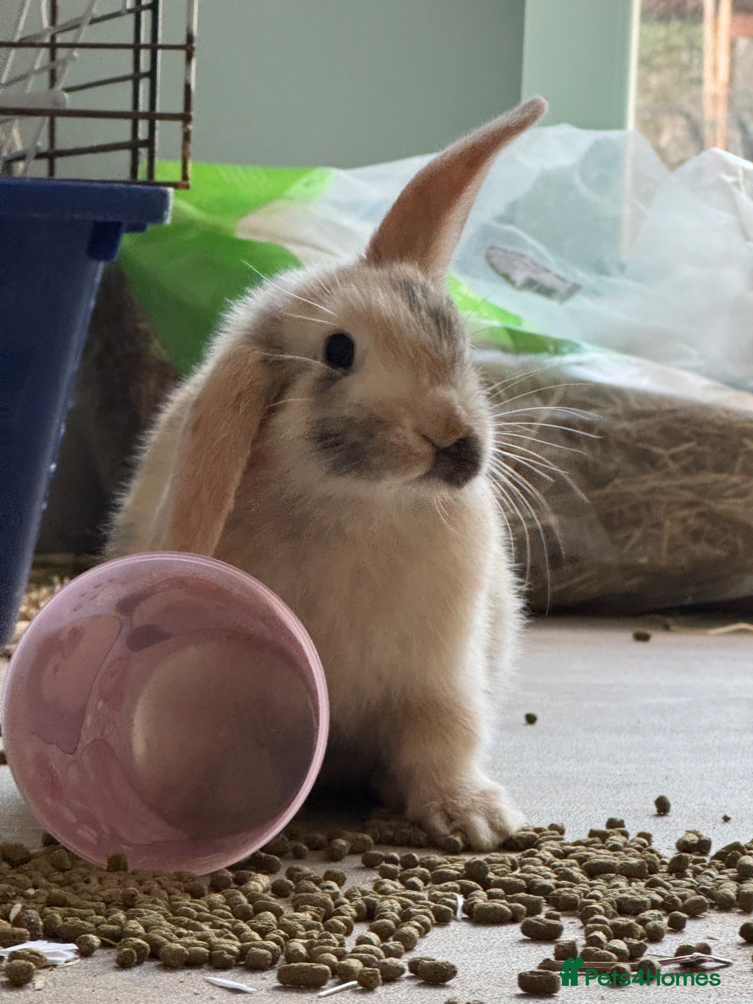 Mini Lop rabbits 13 baby bunnies -mostly boys!ready mid-end of July - Advert 4