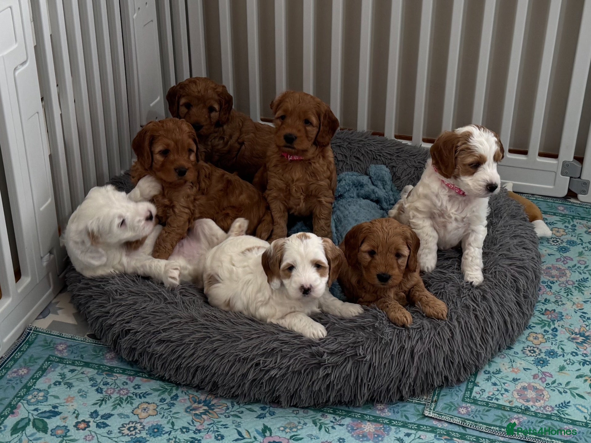 Australian Labradoodle dogs Stunning Australian Labradoodle Pups - Advert 1