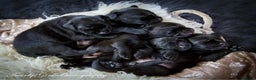 Labrador Retriever dogs for sale: Gorgeous litter of Labrador KC puppies for sale.  - Advert 7