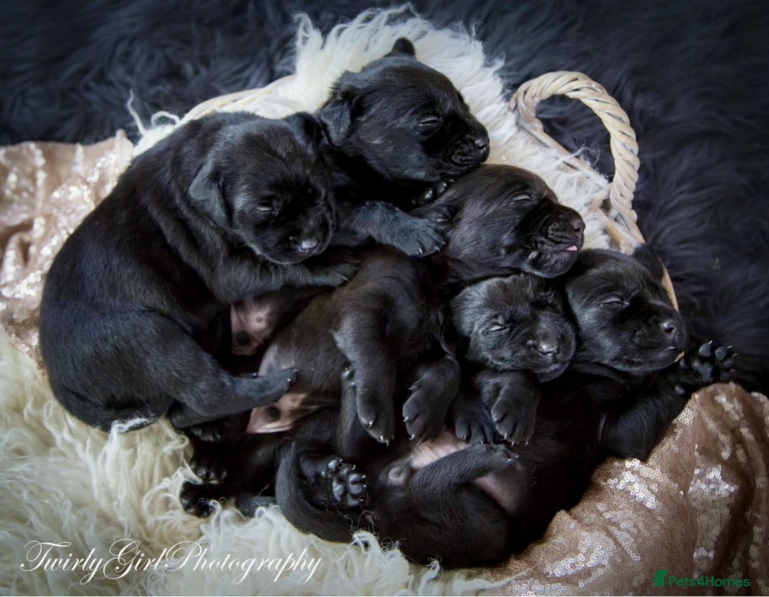 Labrador Retriever dogs for sale: Gorgeous litter of Labrador KC puppies for sale.  - Advert 7