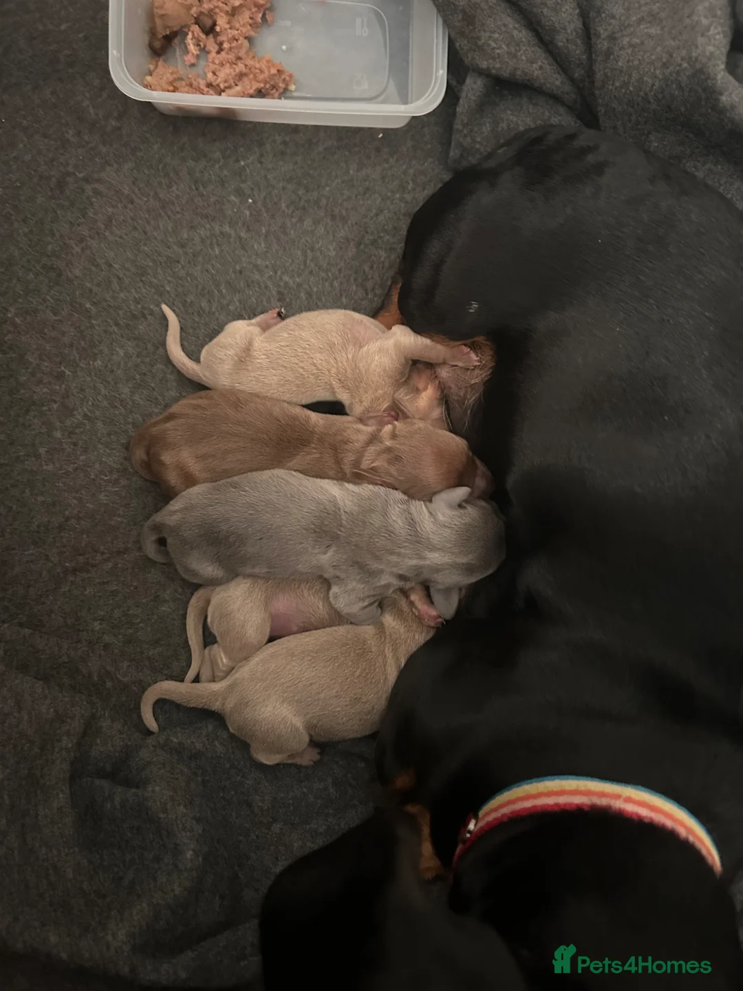 Miniature Dachshund dogs for sale: Miniature Dachshunds KC REG | DEVON - Advert 12