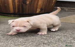 American Bully dogs for sale: Champagne, Chocolate, Merle Micro Pocket Bullys  in Wilmslow - Image 17