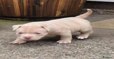 American Bully dogs in Wilmslow - Advert 7