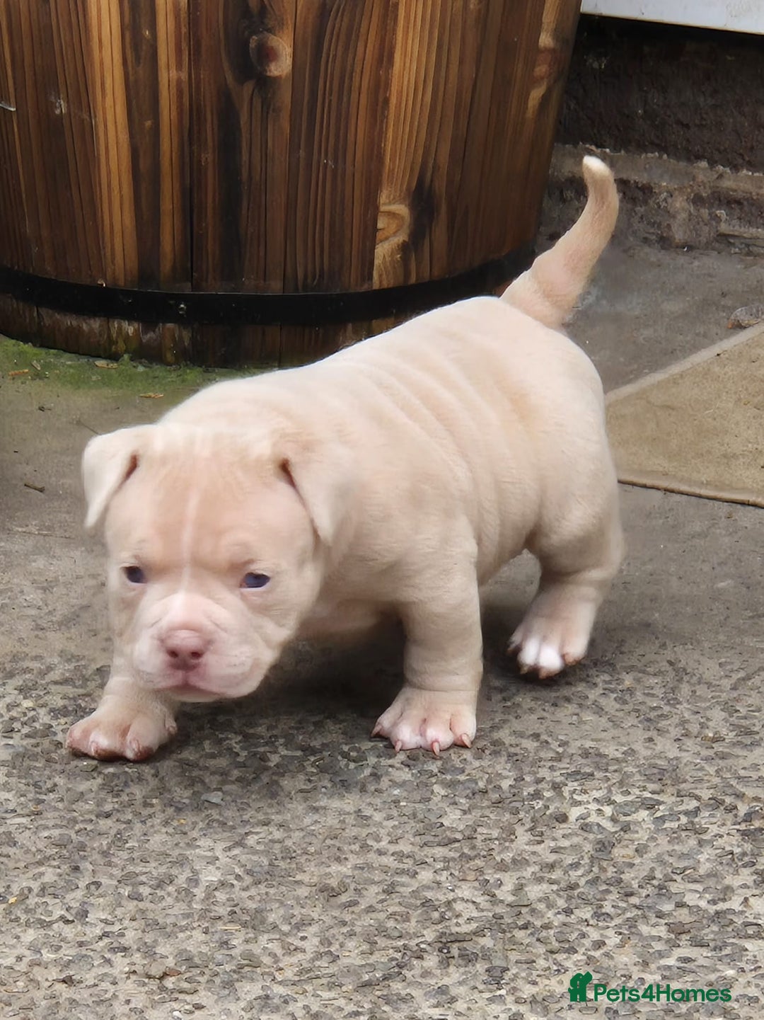 American Bully dogs for sale: Champagne, Chocolate, Merle Micro Pocket Bullys  in Wilmslow - Image 17