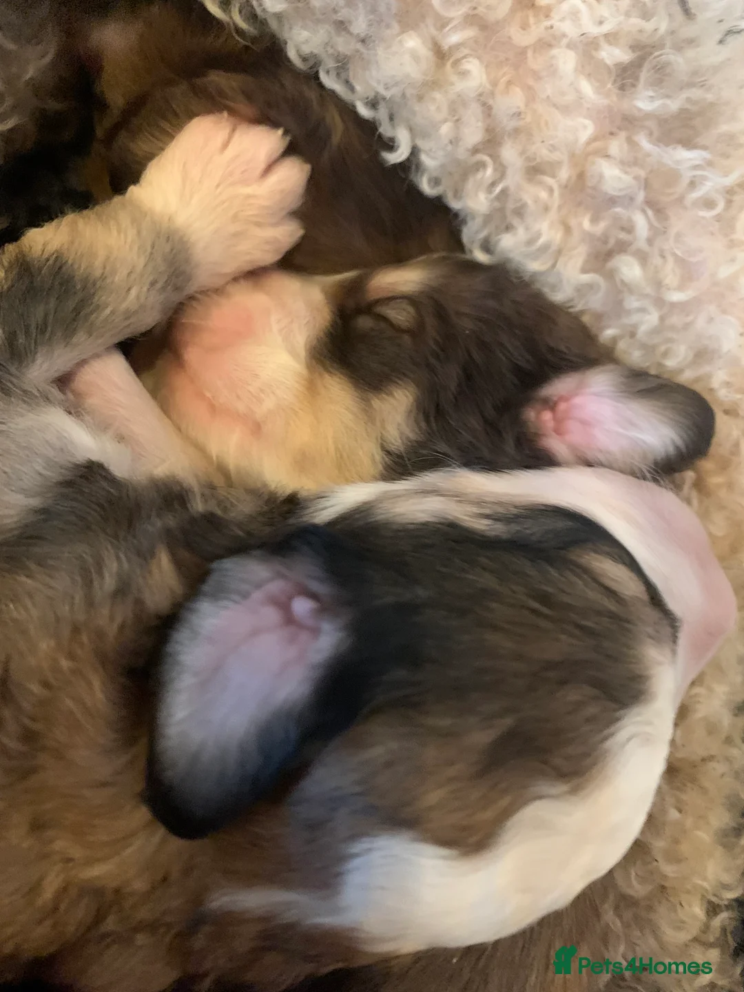 Bernedoodle dogs for sale: Tri Colour, Choc White, Standard Bernedoodle - Advert 5