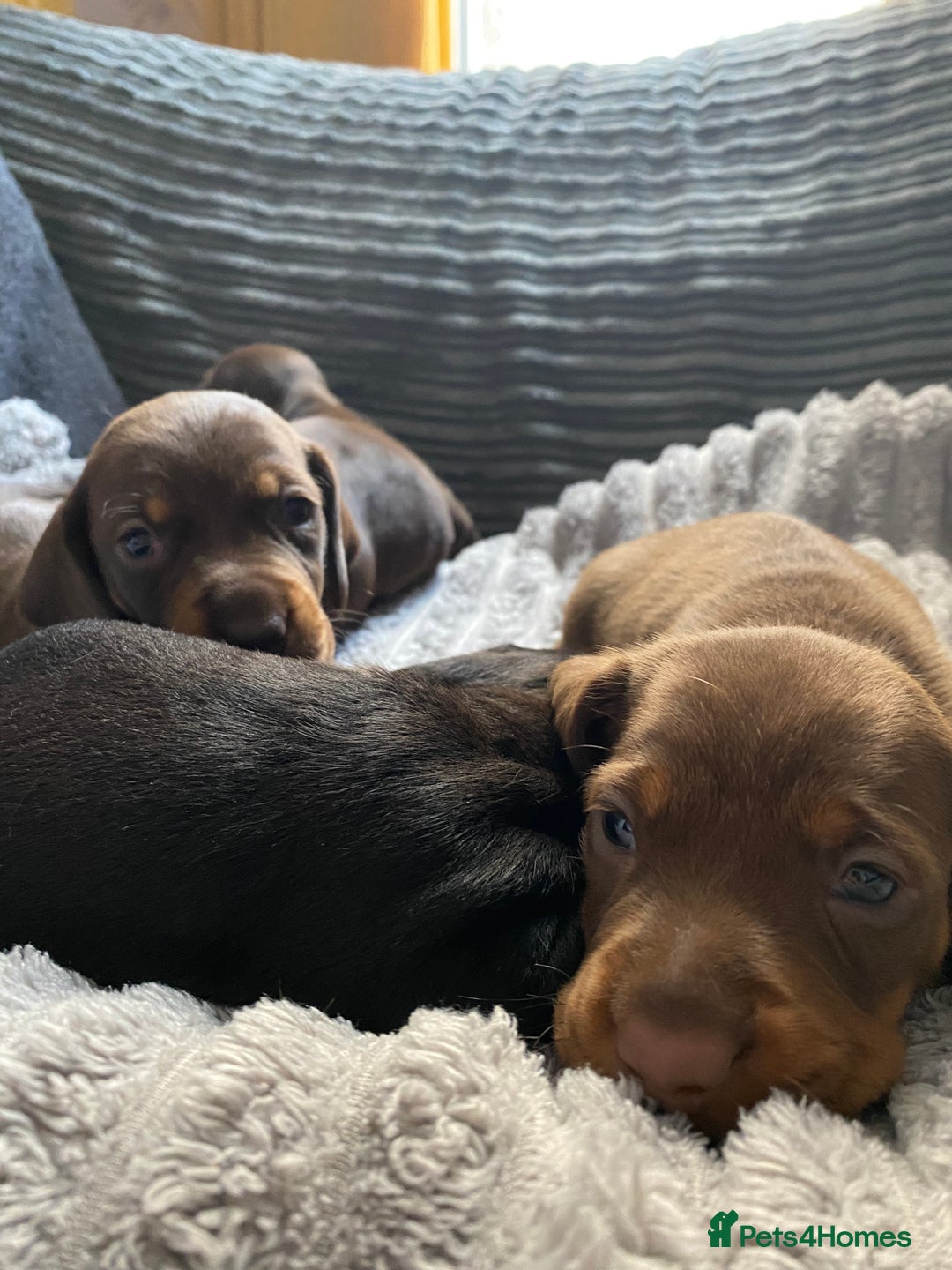 Dachshund dogs for sale: Dachshund puppy’s  - Image 8