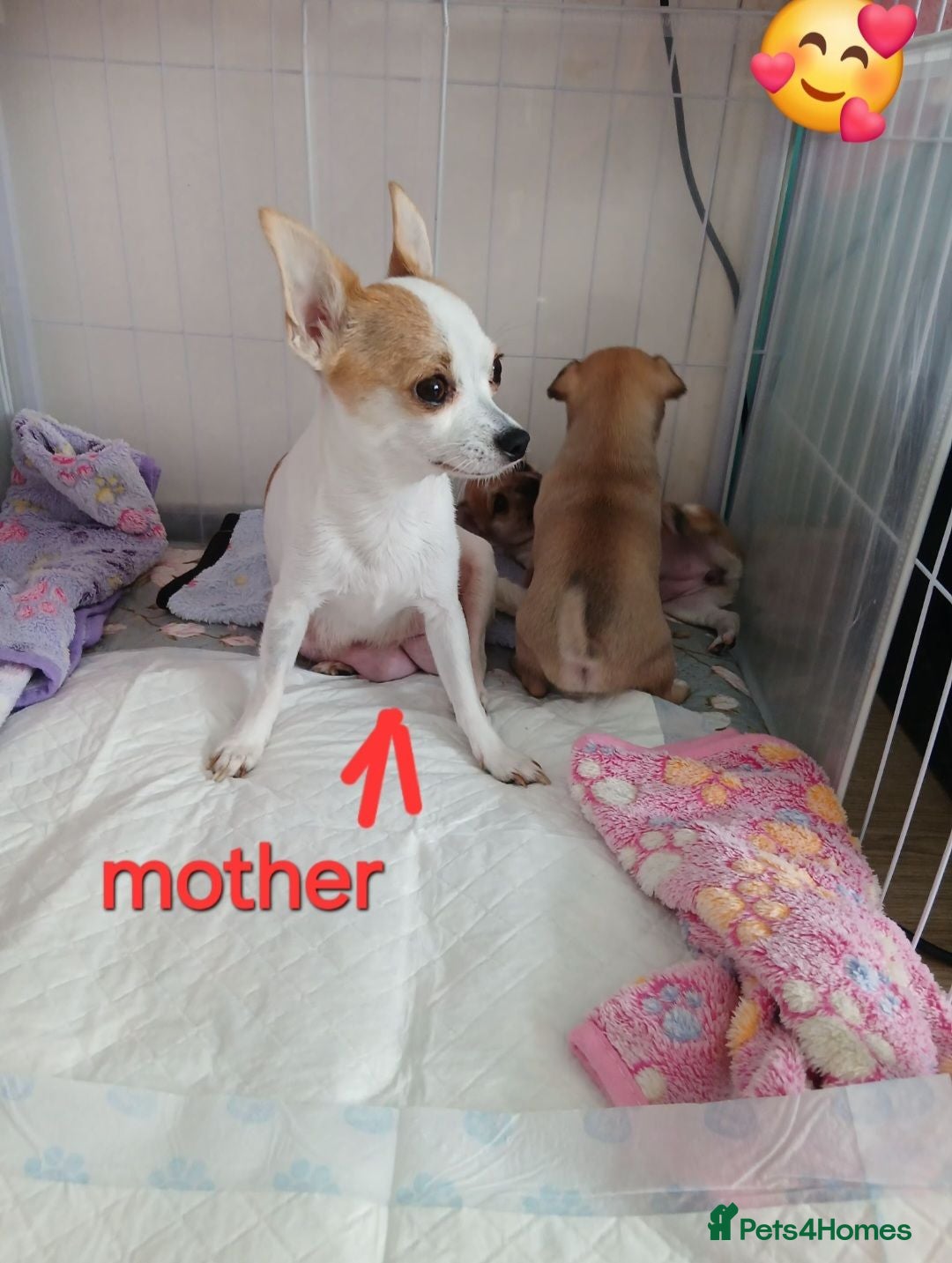 Chihuahua dogs three beautiful Chihuahua puppies  - Advert 9