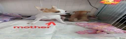 Chihuahua dogs for sale: three beautiful Chihuahua puppies  - Advert 1