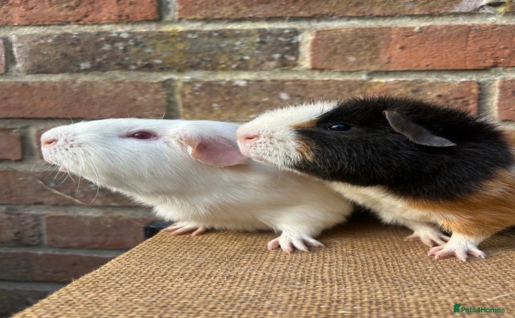 Guinea Pig rodents - Advert 14