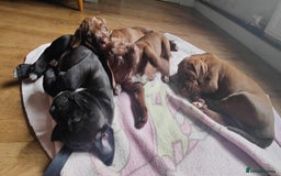 Mixed Breed dogs for sale: dog de bordeaux mixed Dalmatian  - Image 10