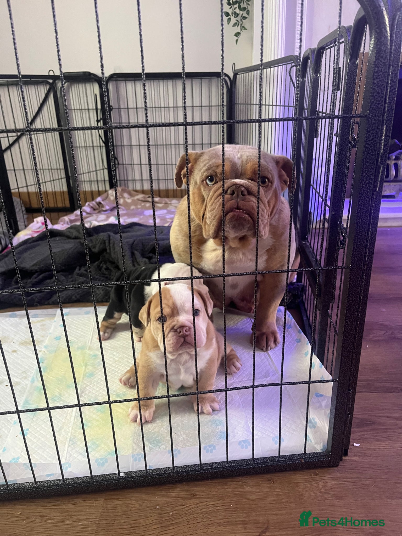 English Bulldog dogs for sale: Chunky healthy pups - Advert 2