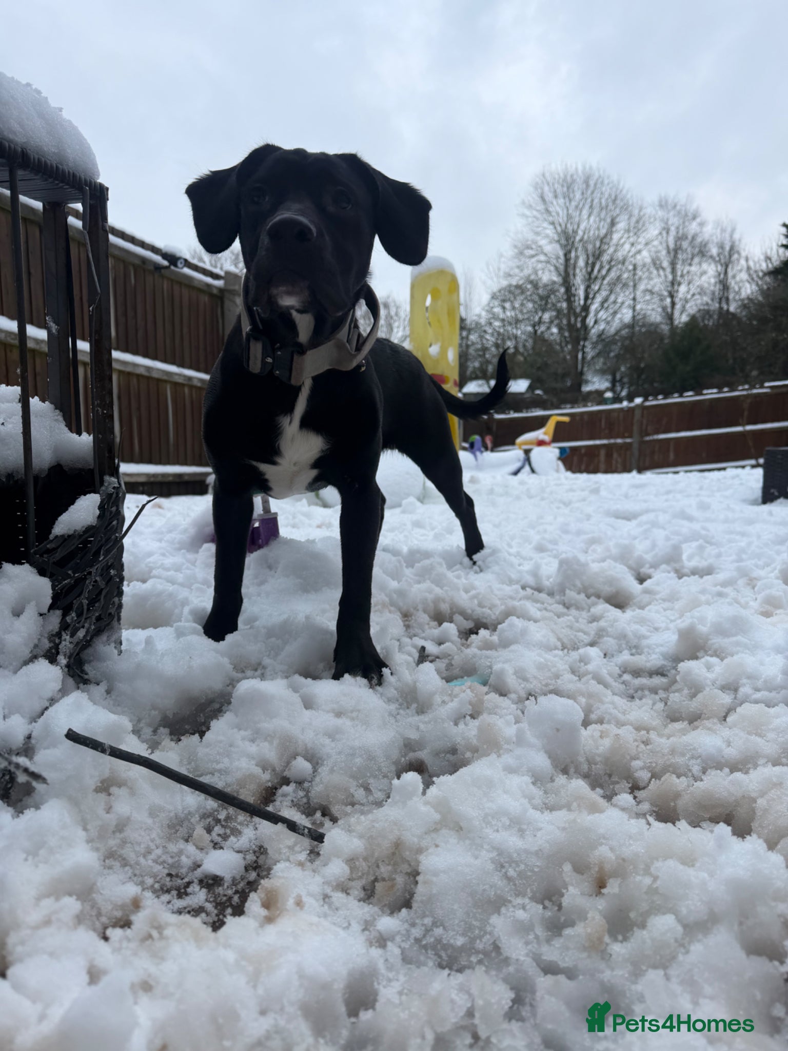 Mixed Breed dogs Axel cane corso-springerspaniel cross  - Advert 8