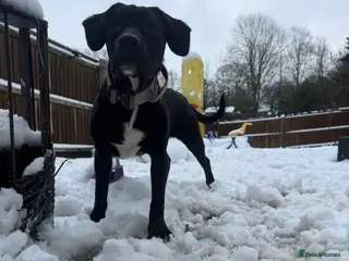 Mixed Breed dogs Axel cane corso-springerspaniel cross - Advert 1