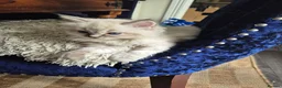 Ragdoll cats for sale: Four gorgeous Ragdoll kittens  - Advert 14