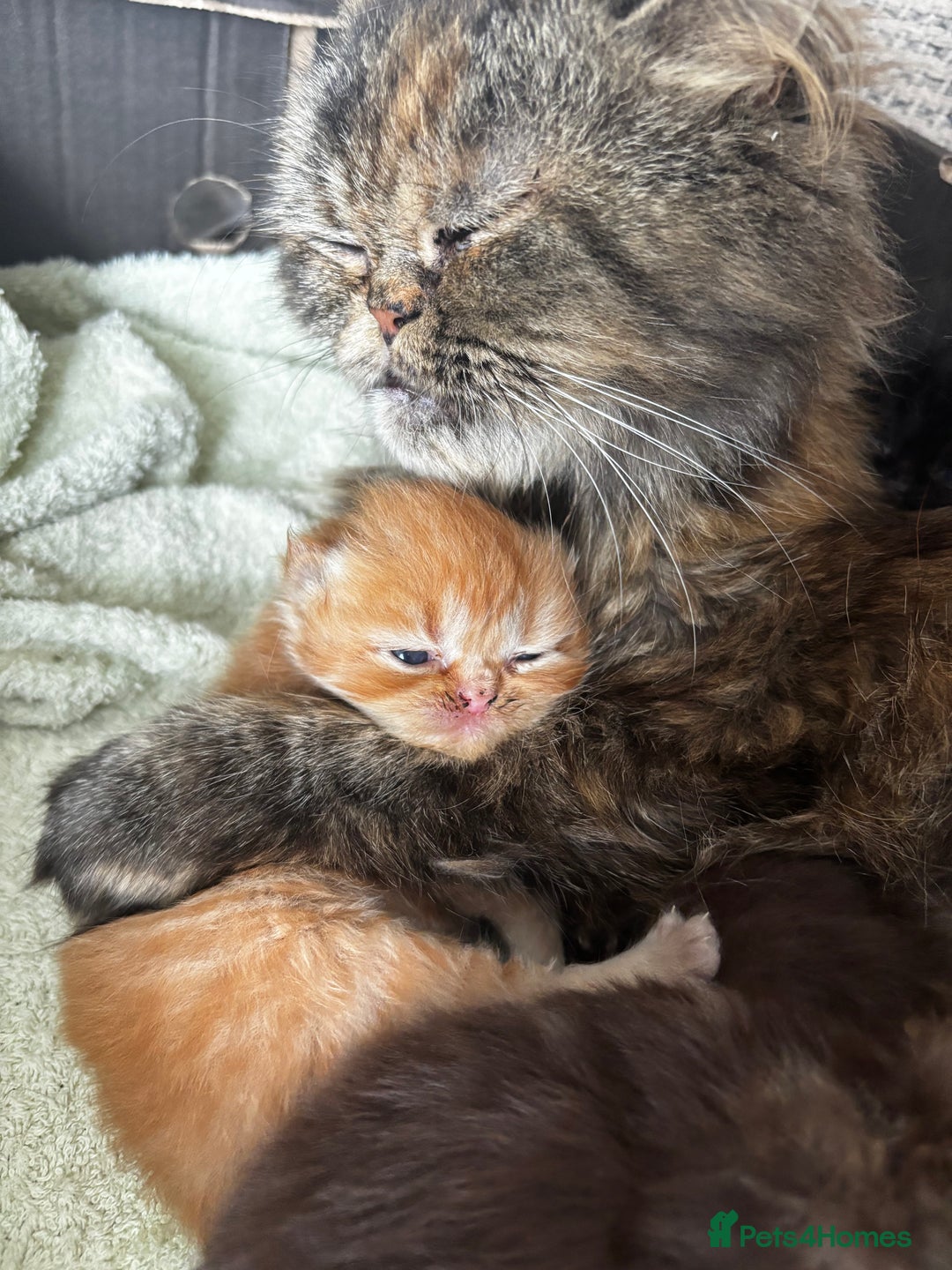 Persian cats for sale: Persian Kittens For Sale - Image 9