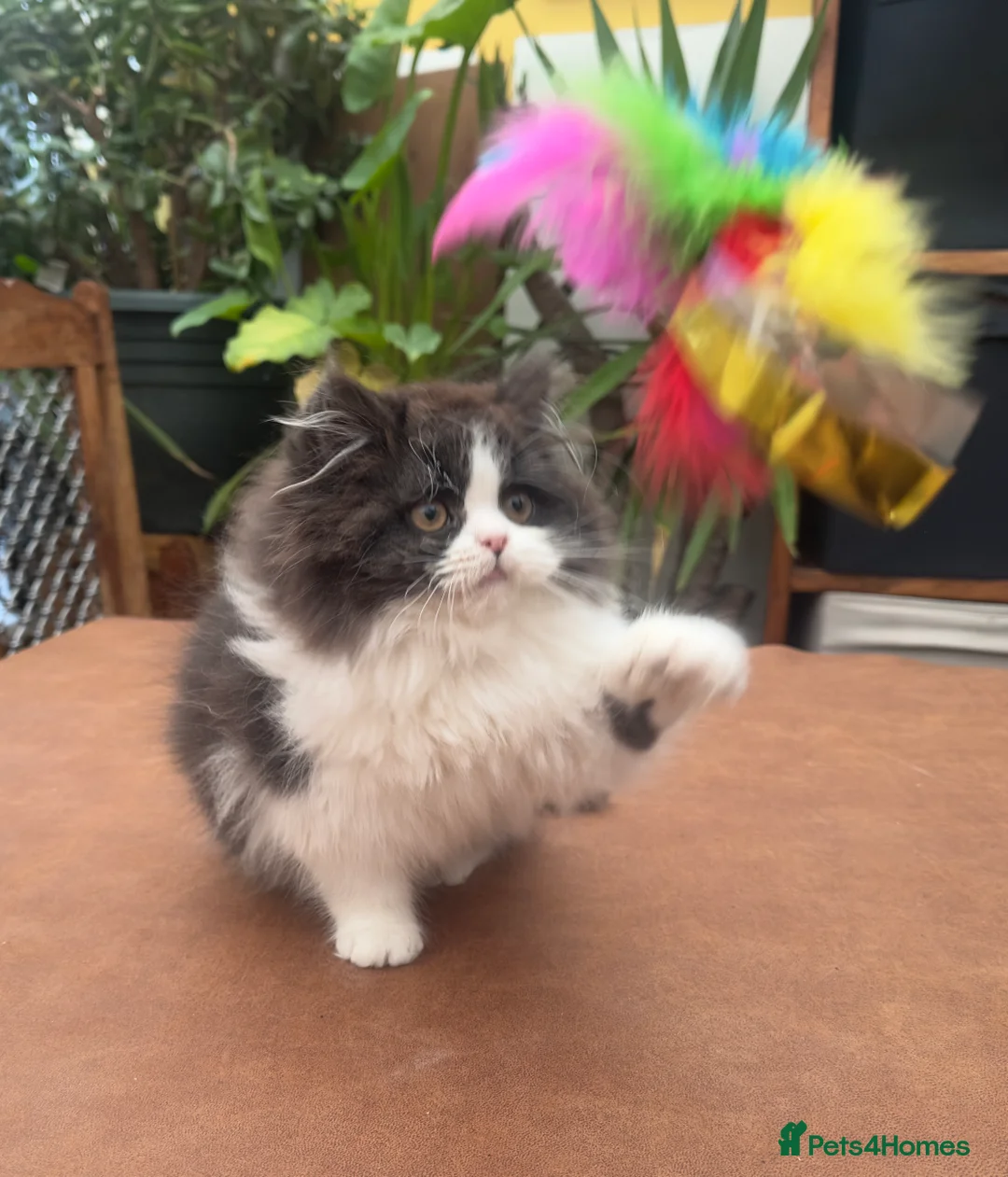 British Longhair cats for sale: British Boys - Advert 11