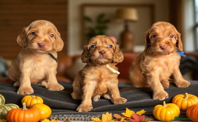 Cockapoo dogs - Advert 3