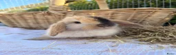 Mini Lop rabbits for sale:  Gorgeous mini Lop babies  - Advert 31