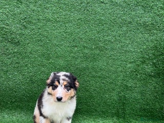 Australian Shepherd dogs Australia shepherd Kc puppies TWO LEFT - Advert 3