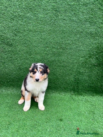 Australian Shepherd dogs Australia shepherd Kc puppies TWO LEFT - Advert 2