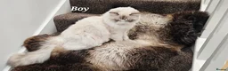 Ragdoll cats for sale: BOY ACTIVE GCCF  - Advert 11