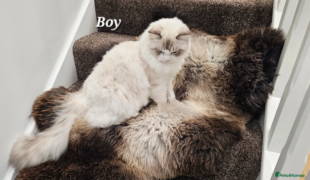 Ragdoll cats for sale: BOY ACTIVE GCCF  - Advert 11