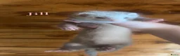 Ferret rodents for sale: 1 Jill and 1 hob kit ready to go now! - Advert 3