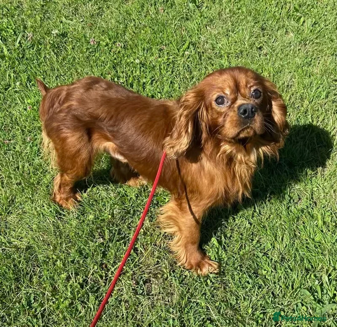 Cavalier King Charles Spaniel dogs for sale: Cavalier King Charles Spaniel Puppies in Snodland - Advert 6