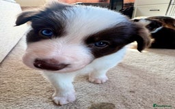 Border Collie dogs for sale: Red & White Tri border collie puppies  - Image 6