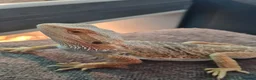 Bearded Dragon reptiles for sale: Bearded dragons for sale  - Advert 5