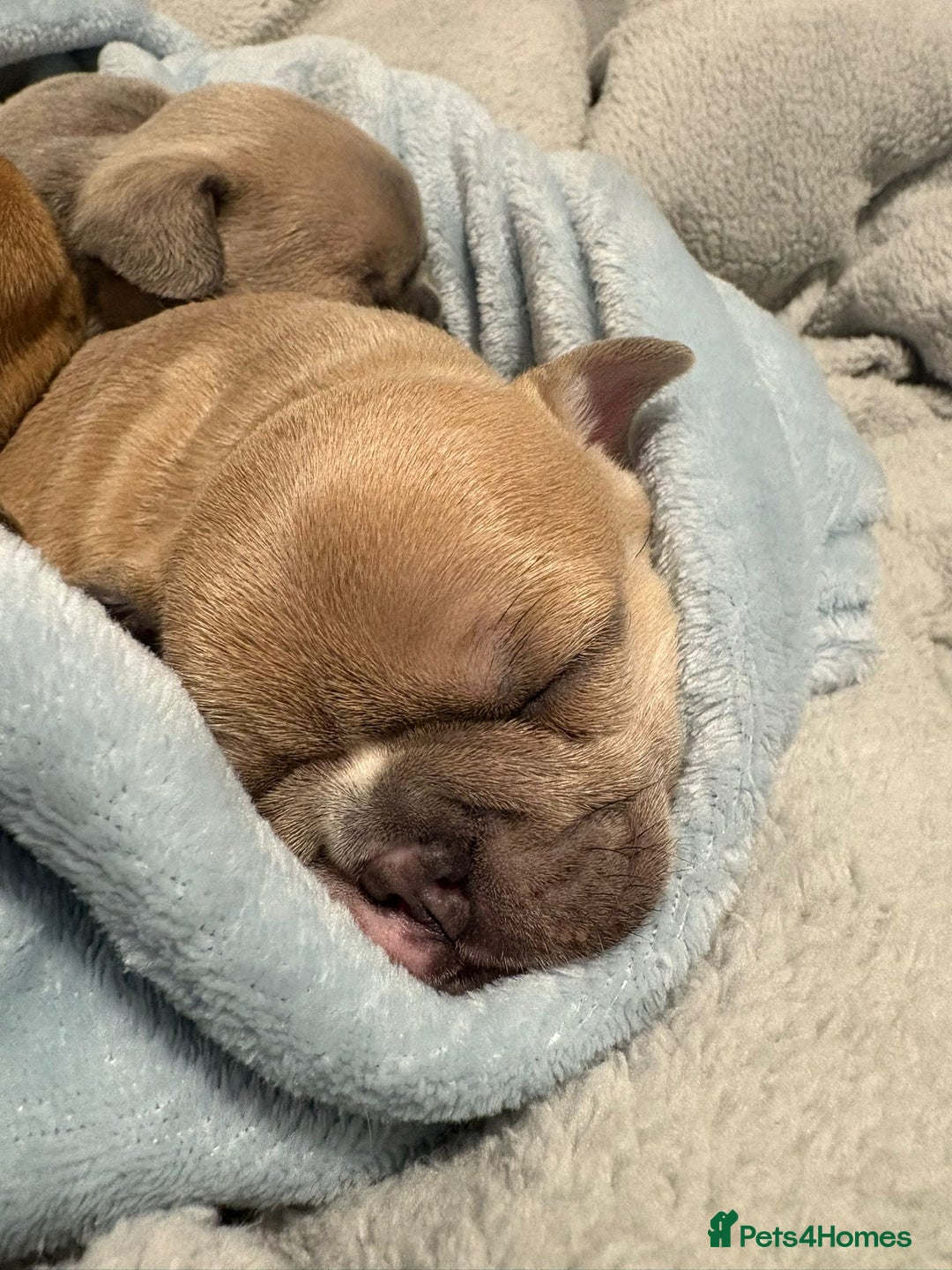 French Bulldog dogs for sale: Beautiful litter of 5 puppies - Advert 3