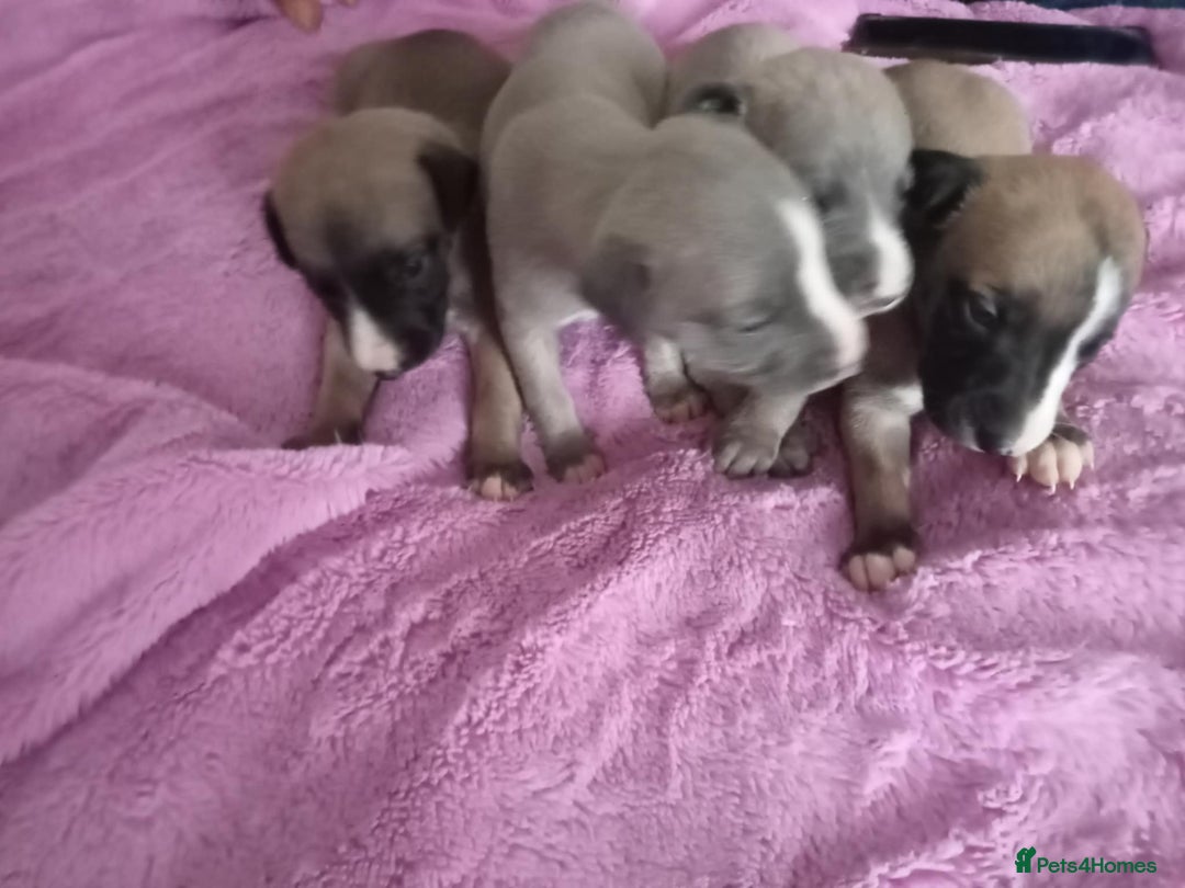 Whippet dogs for sale: Beautiful whippets  - Image 19
